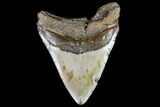 Fossil Megalodon Tooth - North Carolina #108897-2